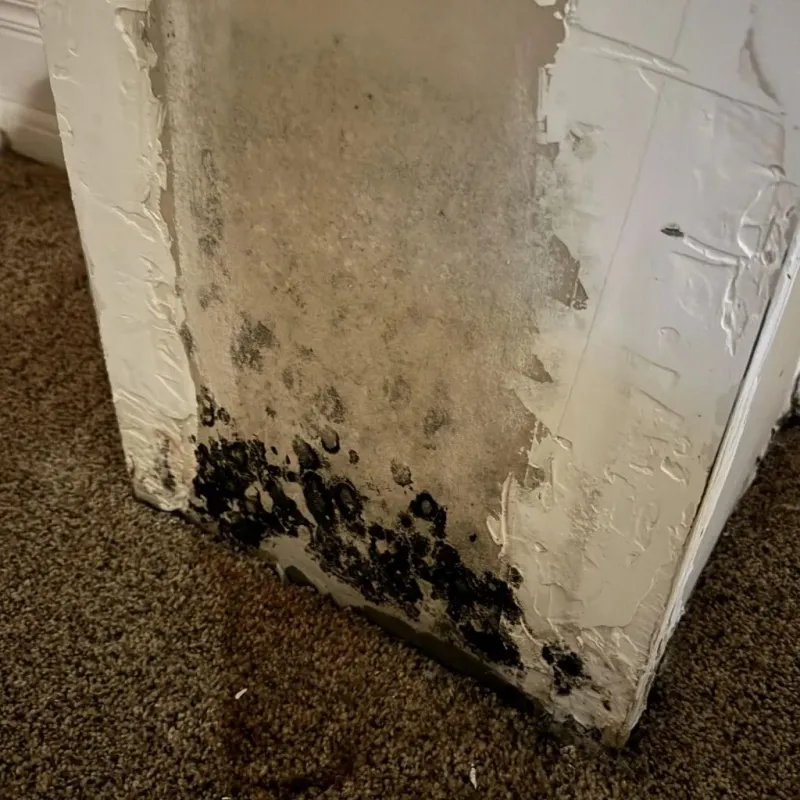 Professional Mold Removal in Emmaus, PA